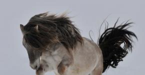 Описание, особенности, уход и цена якутской лошади